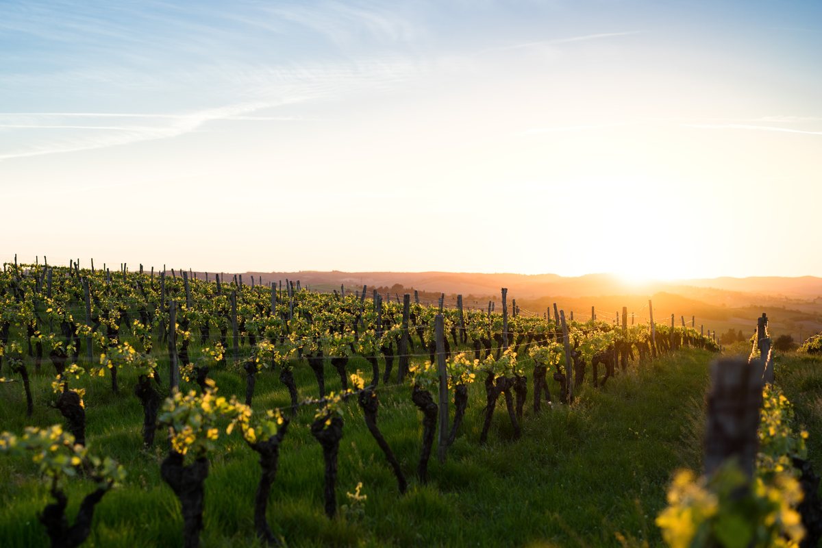 Vineyard at sunset